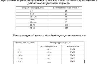 Сколько дней бройлеров следует кормить стартовым кормом