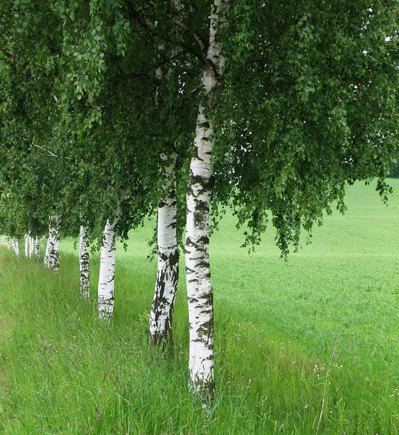 Плакучая береза