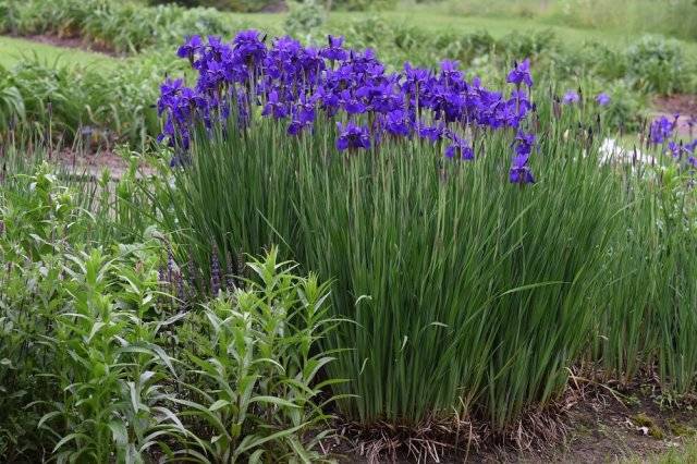 Iris sibirica