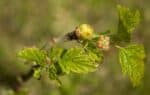 смородиновый почковый клещ, Cecidophyopsis ribis 