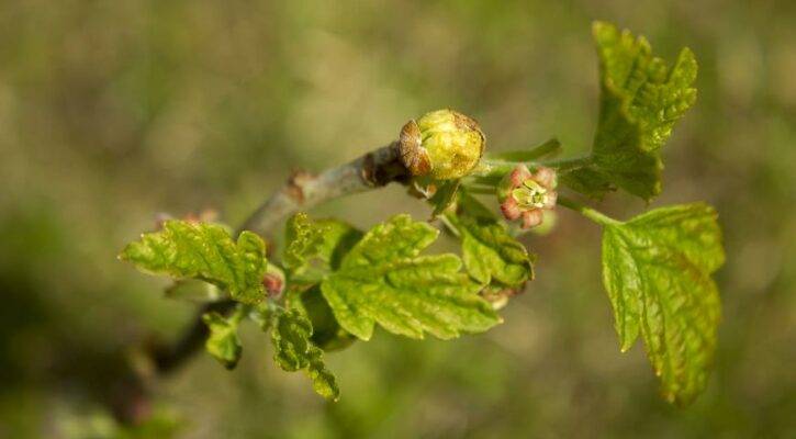 смородиновый почковый клещ, Cecidophyopsis ribis