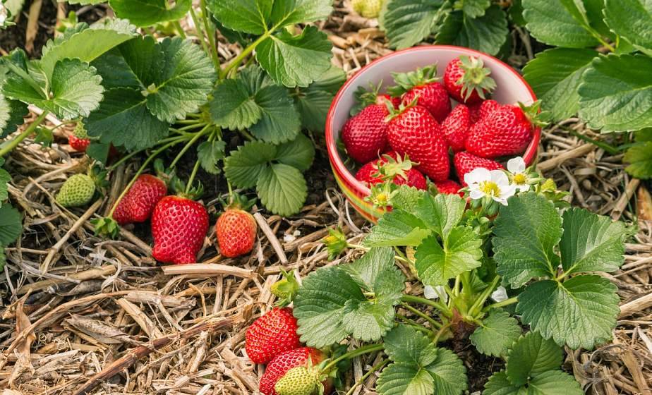 Обрезка, рыхление, пересадка, удобрение, мульчирование. Как ухаживать за клубникой весной